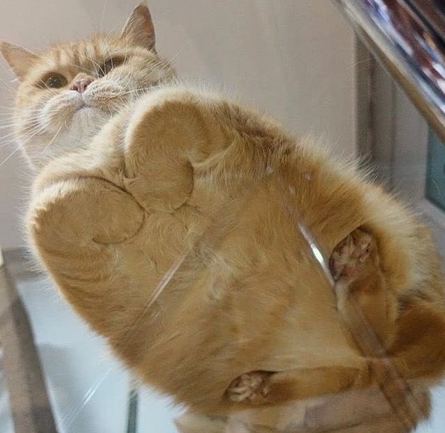 Cats on glass, a thread: