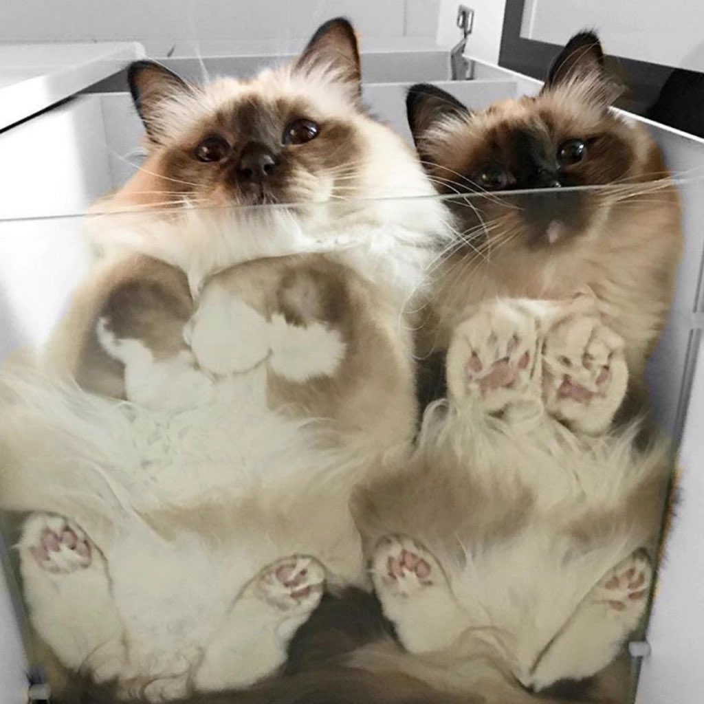 Cats on glass, a thread: