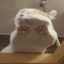 Cats on glass, a thread: