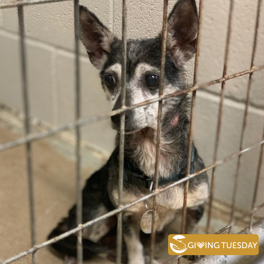 Dogs, just like Princess, are waiting for us to help. Donate now so we can. All donations are DOUBLED this GivingTuesday up to $25,000.
secure.qgiv.com/event/donation…