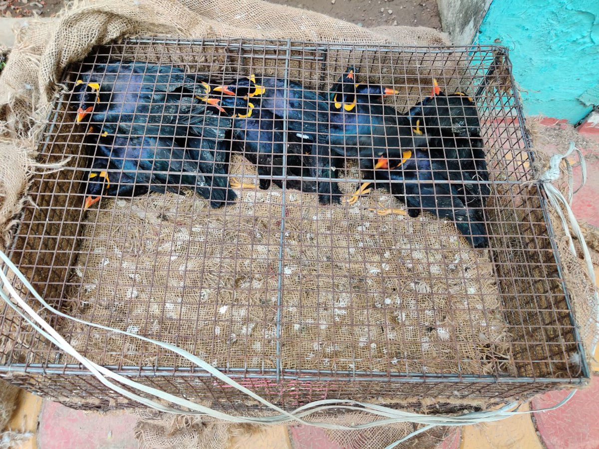 deva_iitkgp's tweet photo. Another seizure of 300 no. Parakeets &amp; 15 Hill Mynah coming from neighbouring State at NH2 in Durgapur today by our team. Kudos to them. They shall have wings and  Sky to fly. @ParveenKaswan @Saket_Badola @ErikSolheim @HOD @rameshpandeyifs @CentralIfs https://t.co/BWUgOU5Z4b