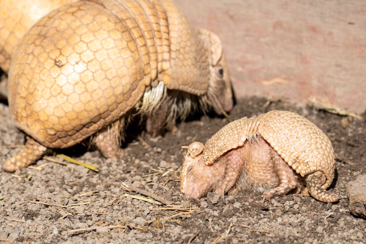 はなまるかけだしうどん En Twitter これ 若干おねむ気味なアルマジロの赤ちゃん 1129 伊豆アニマルキングダム マタコミツオビアルマジロ