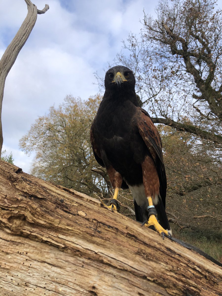 birdsandbeyond's tweet photo. Took the big girl out 🦅 https://t.co/OBFIEdvKP1