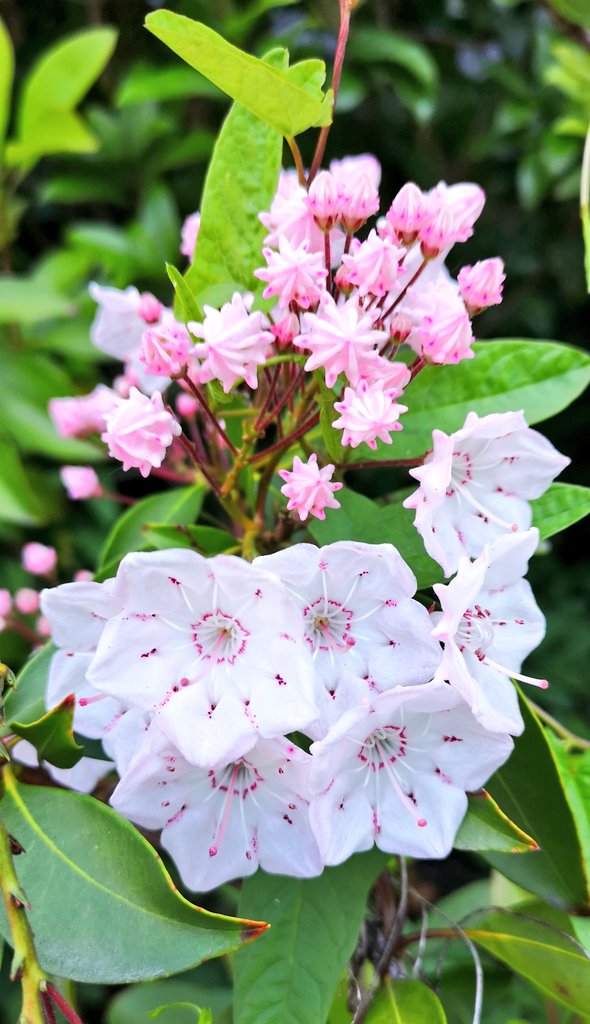 ট ইট র 株式会社ミューズ ゆるっとアート 可愛い花 W ট ইট র ট ইট র 株式会社ミューズ ゆるっとアート 可愛い花 W ট ইট র