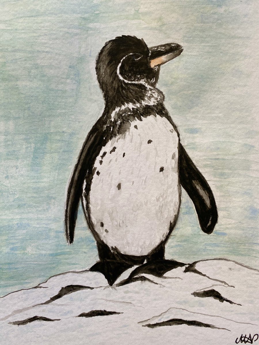 Galápagos penguins are the only penguins living north of the equator and one of the smallest species of penguins. They are threatened by pollution, bycatch, climate change and introduced species
#endangeredanimalsweek #endangeredspecies #galapagospenguins #illustration