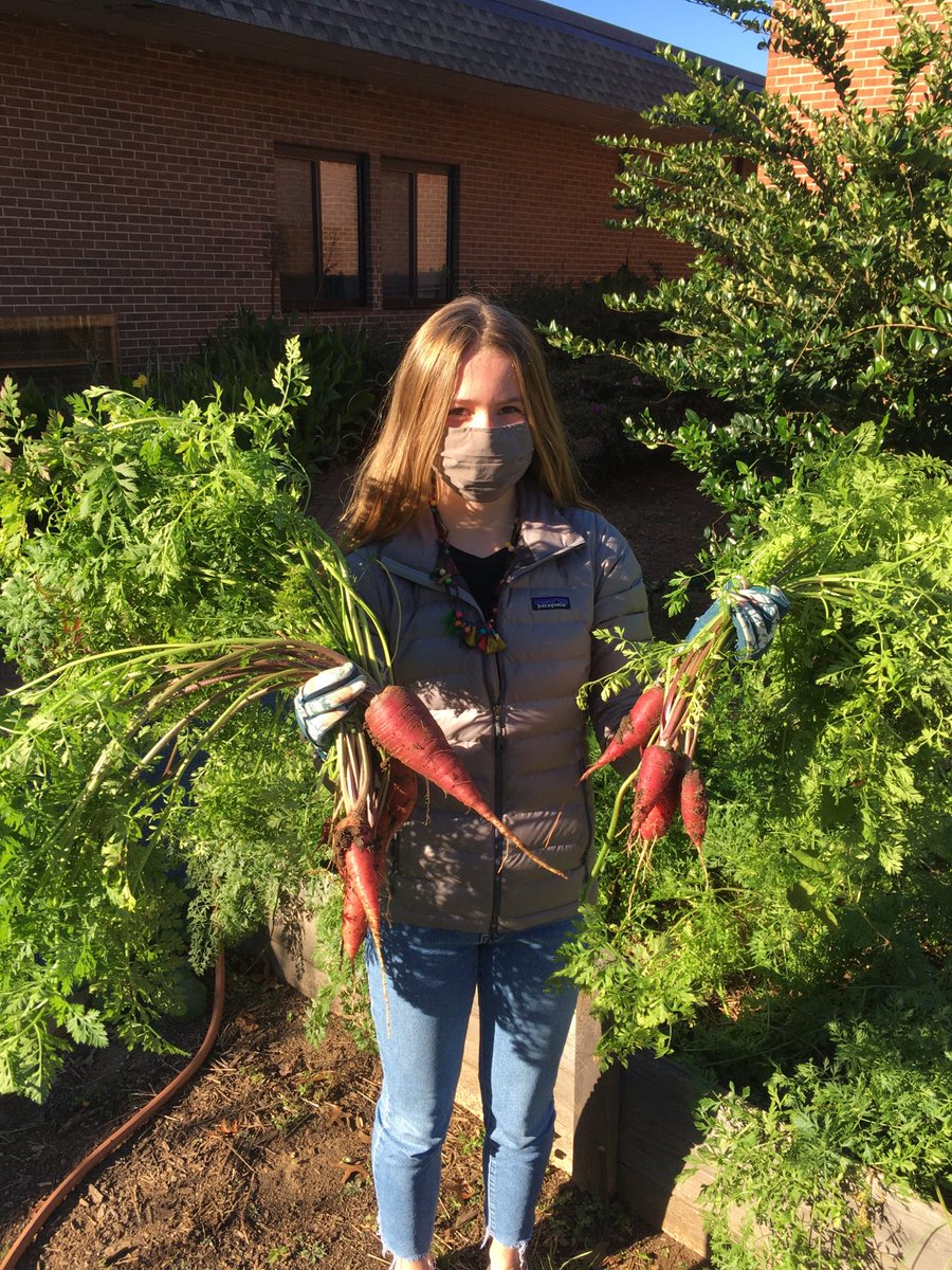 jhudsn's tweet photo. Huge haul of purple and orange carrots from Charger Gardens—all donated to The Bulb mobile farmers market. #pdschargers #pdserves https://t.co/UK191gIAc3
