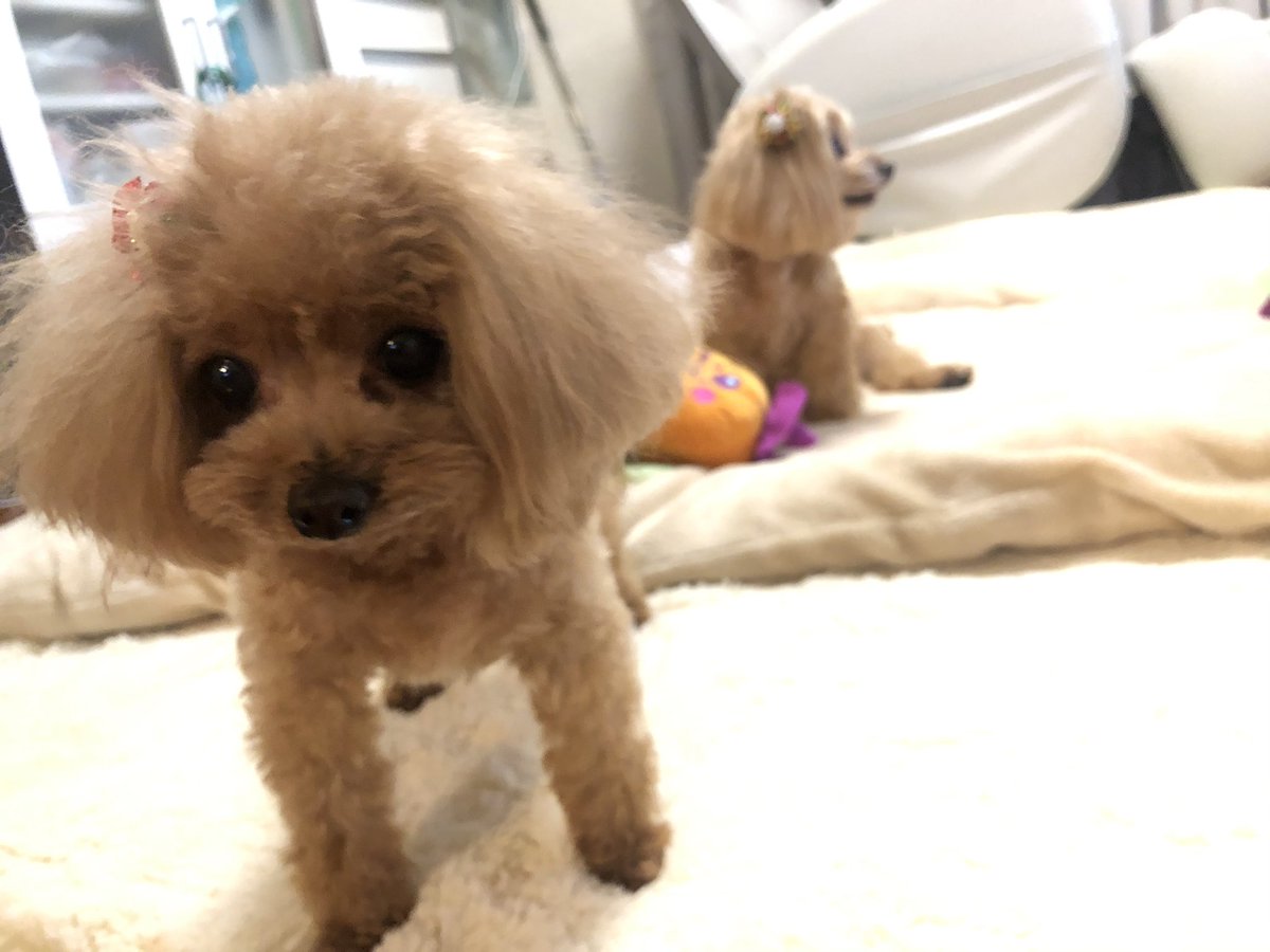 O Xrhsths 塚田綾佳 あやぽん Sto Twitter 激かわショット 塚田はな ちゃんと 塚田ゆめ ちゃんです かわいいいぃ 美人 塚田犬 マルプー ティーカッププードル トイプードル O Xrhsths 塚田綾佳 あやぽん Sto Twitter 激かわショット 塚田はな ちゃんと 塚田ゆめ ちゃんです かわいいいぃ 美人 塚田犬 マルプー ティーカッププードル トイプードル