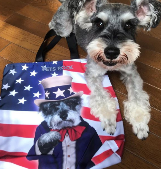 Pets Rock World tweet media