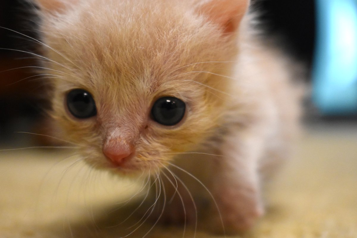 On this Giving Tuesday, we bring you the story of Hero. He was rescued at 1 wk old, weighing 3.5 ounces! Stiff w/tetanus &amp; shallow breathing, his foster mom tube fed him &amp; nursed him slowly back to health. He is now a healthy, playful kitten! To give: oneofakindpets.com/site/landing-p…
