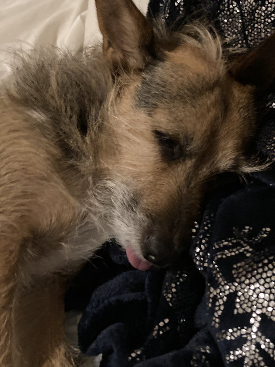 HerbieMooland's tweet photo. Blep 👅 
#blep #sleepingdoggo #dogsoftwitter #tongueouttuesday #deepasleep #dreaming https://t.co/x7L4tWDVVm