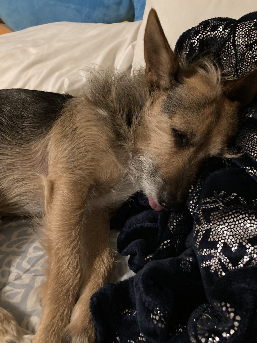 HerbieMooland's tweet photo. Blep 👅 
#blep #sleepingdoggo #dogsoftwitter #tongueouttuesday #deepasleep #dreaming https://t.co/x7L4tWDVVm