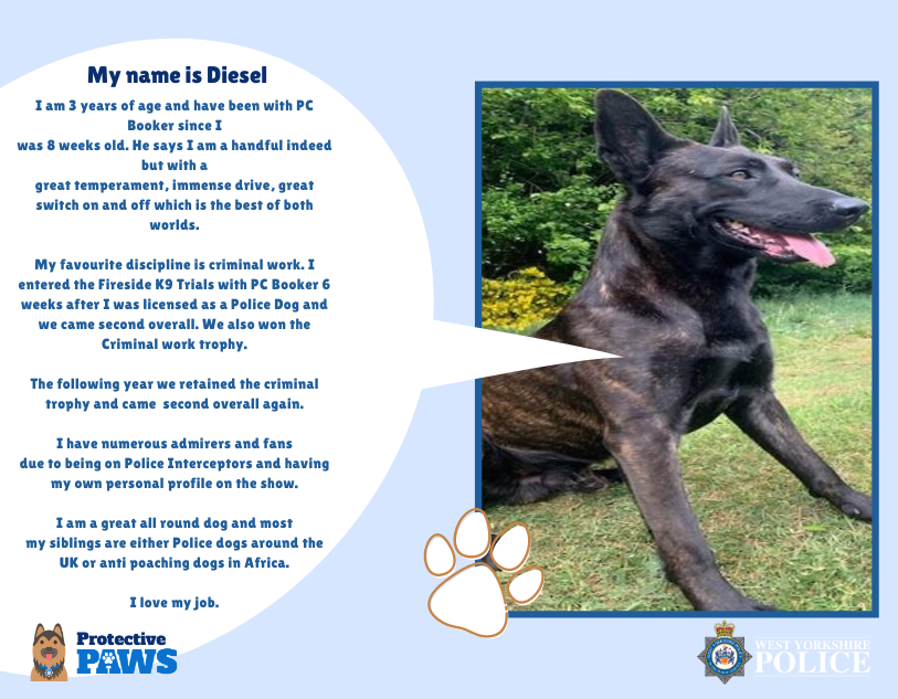 protectivepaws's tweet photo. Please meet PD Diesel; he has been with PC Booker since being a pup and has had great success both protecting the community and in competitions. He really loves doing Criminal work and being busy. #Protectivepaws #dogs #policedogs #westyorkshirepolice https://t.co/LDc9cWzBQC