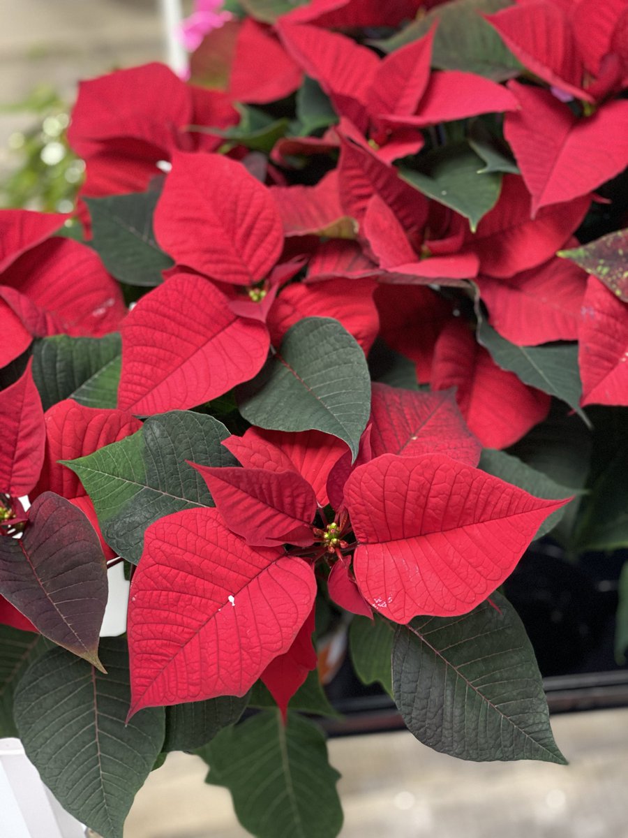 mr_plantgeek's tweet photo. We got ALL the Poinsettia in today’s ⁦@PackedLunchC4⁩ - thanks to ⁦@StarsForEurope⁩ 💫 https://t.co/t3HKiNAyrC