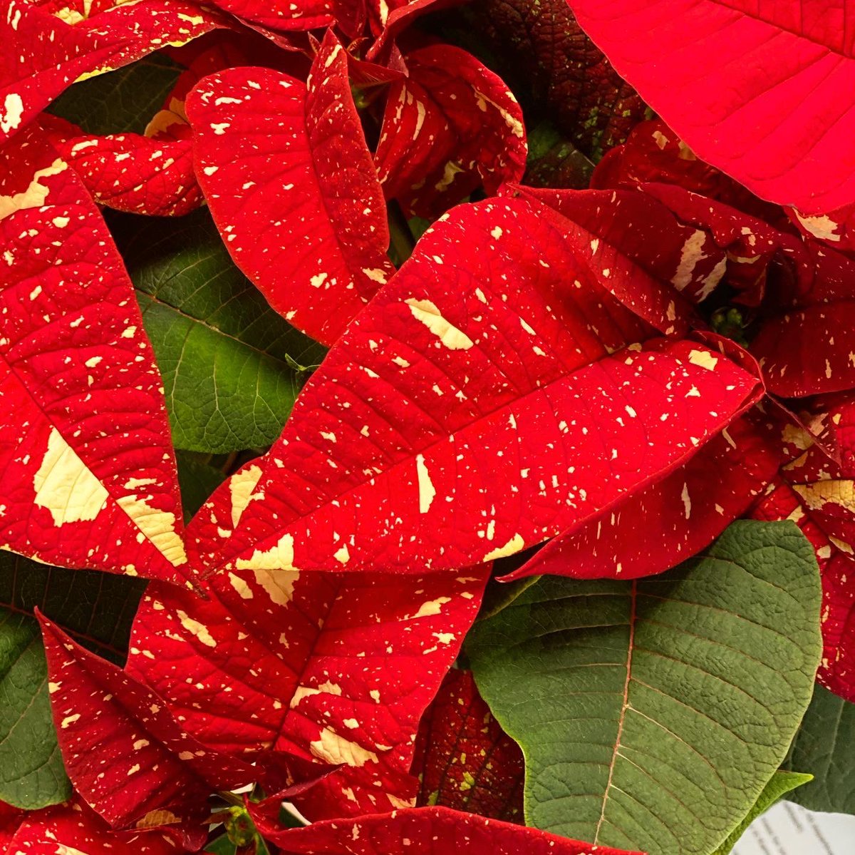 mr_plantgeek's tweet photo. We got ALL the Poinsettia in today’s ⁦@PackedLunchC4⁩ - thanks to ⁦@StarsForEurope⁩ 💫 https://t.co/t3HKiNAyrC