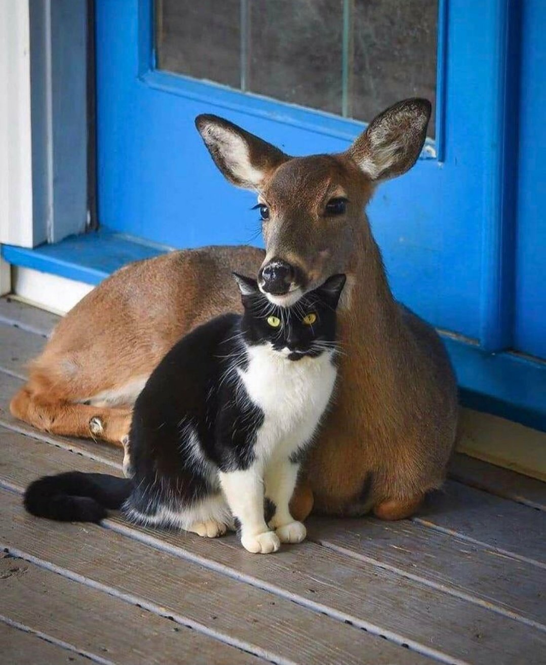 Deer Cat