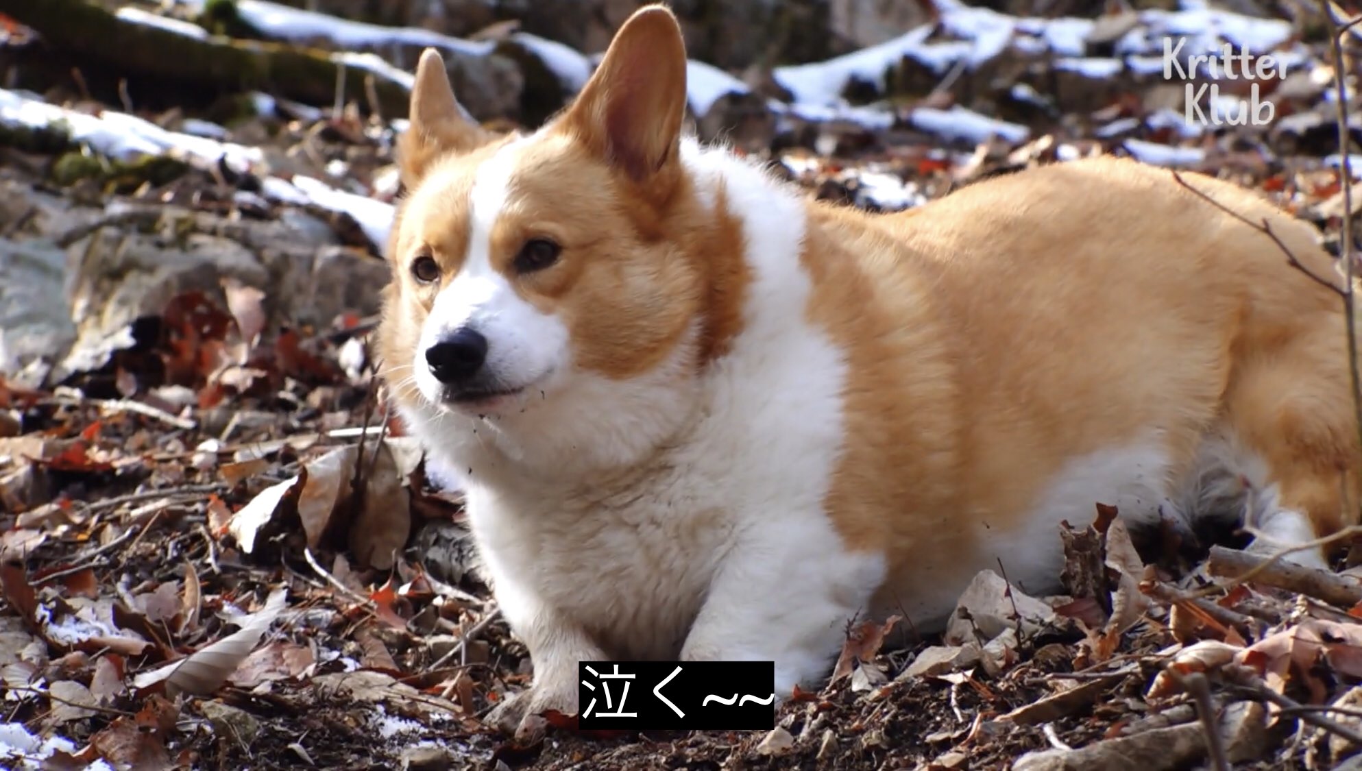 どうぶつ動画字幕bot 泣く T Co 1m7ldtyy4t Twitter
