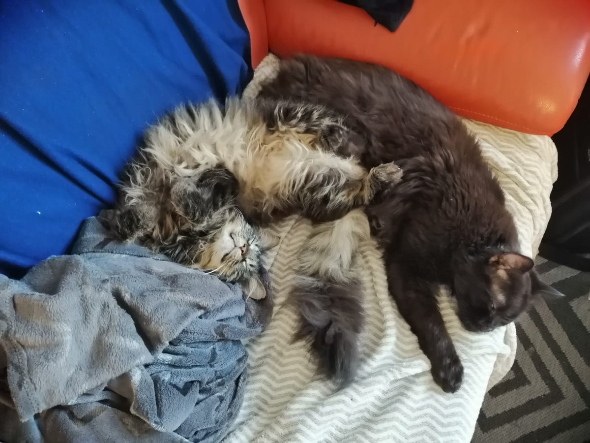 Myrdaut's tweet photo. @QuasiMonoLP Ja Katzen süß.. friedlich.. ..... Nunja, zumindest solange sie schlafen https://t.co/uueM0IQ4Wz