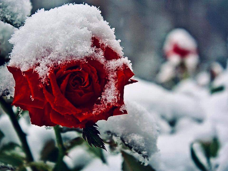 Цветок зима красивая. Цветы в снегу. Розы на снегу. Цветы под снегом. Розы зимой.