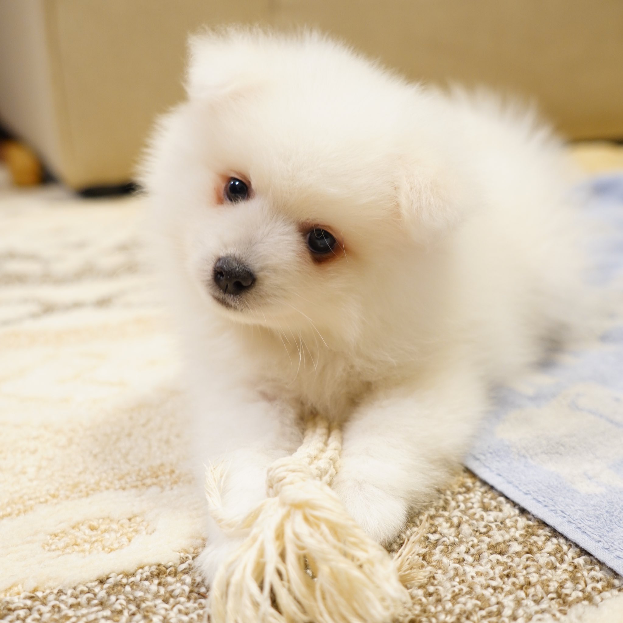 ルミ 日本スピッツ 首を傾げる仕草ってかわいいですよね A6400 Sel1655g 犬好きさんと繋がりたい 犬のいる幸せ T Co Ygqnmpft09 Twitter