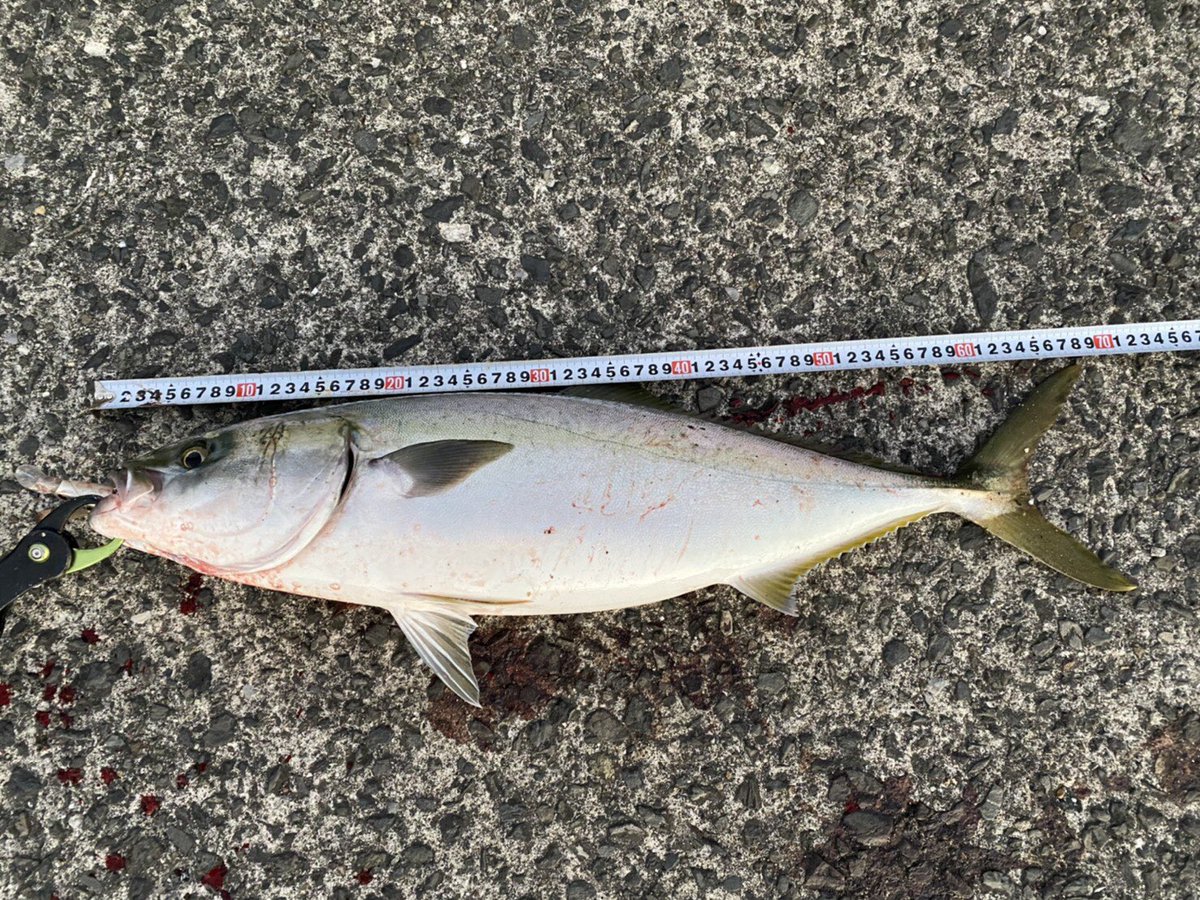 なるっちもも 谷山港で人生初の体長70cm3 5キロのブリ釣れた ヒットルアーはかめやオリジナル カタボシイワシ ルアー丸呑みだった シーバス狙いだったから竿がシーバスロッドでpe0 8号リーダー5号で取れたからよかった