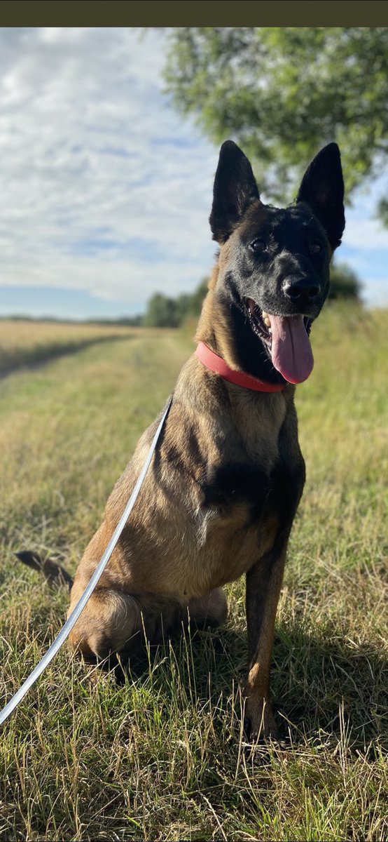 We are currently in disability awareness month and here is @PBaloo, a retired police dog that was seriously injured.
It’s important to remember - Disability Does Not Mean Less Able and Not All Disabilities Are Visible. 💙