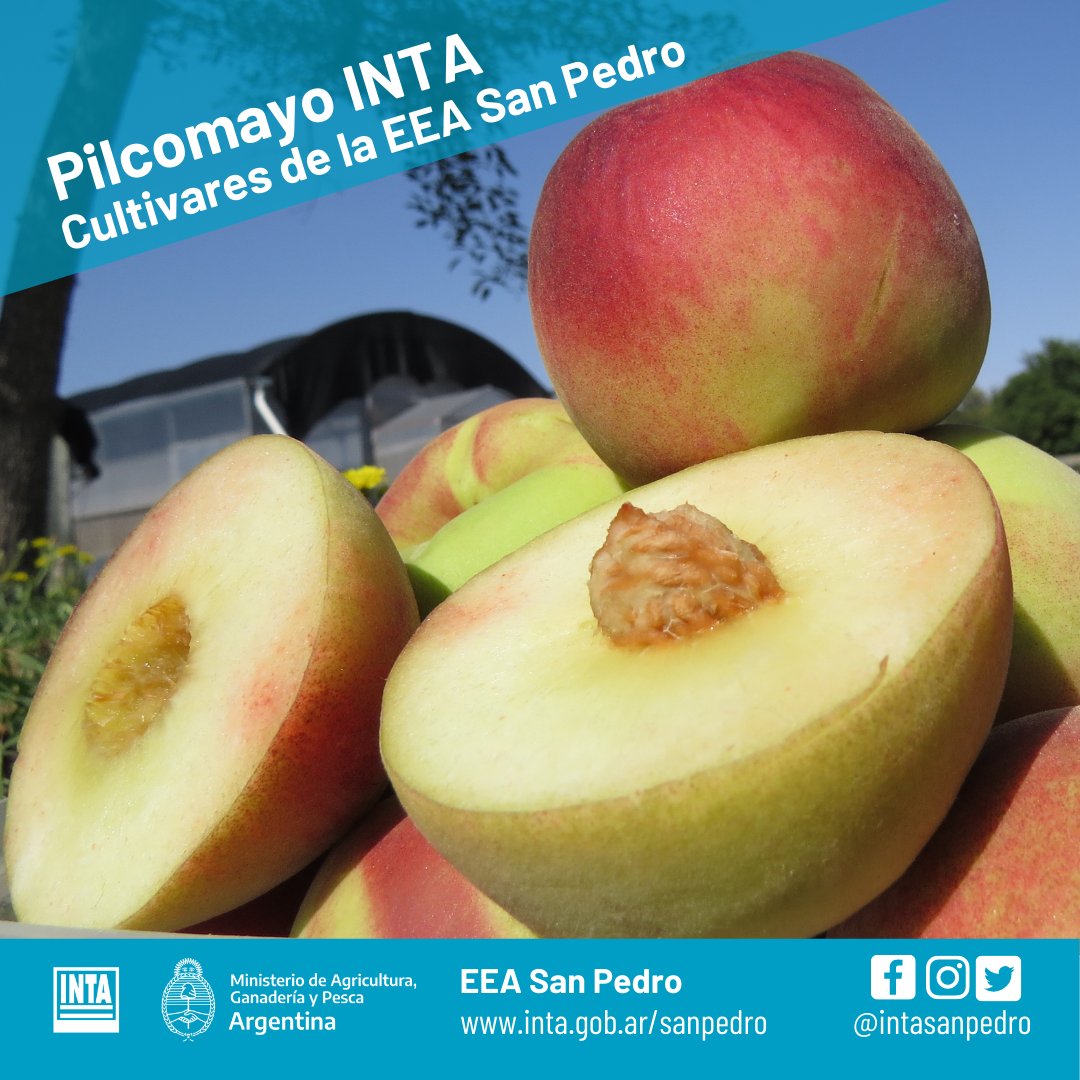 intaargentina's tweet photo. RT @INTASanPedro: 🍑Pilcomayo INTA es "hermano" de Paraná INTA
Pulpa blanca, tamaño medio, redondeado, color rojo predominante En breve será llevada a campo por 4 productores locales para evaluarlo #RedGen https://t.co/koNqEwEPTv https://t.co/X7Kyoebj3X