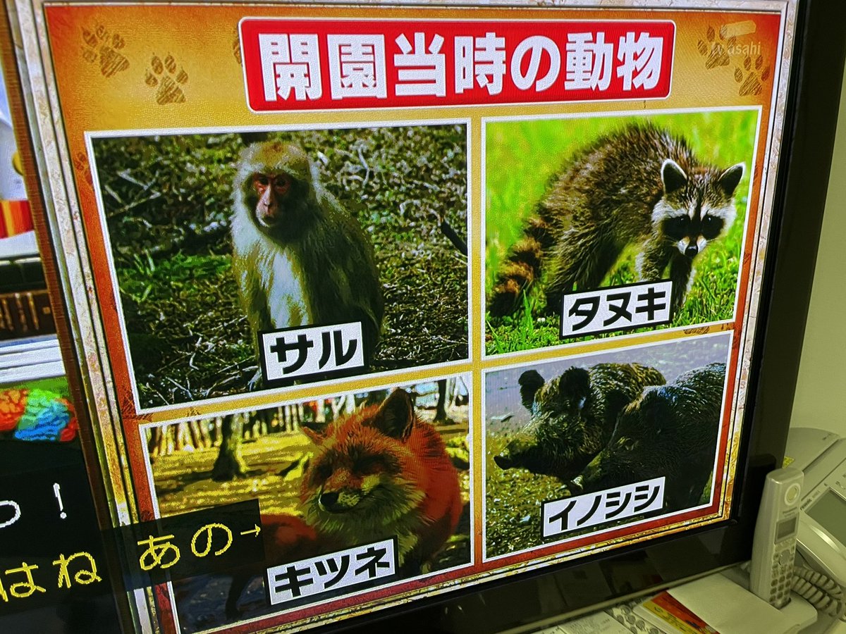 嵯峨山 アライグマだコレ 林修の今でしょ 講座ｪ