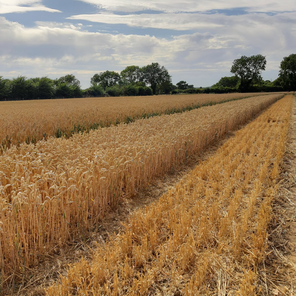 Maya 🐾🐹🦔💫 tweet media