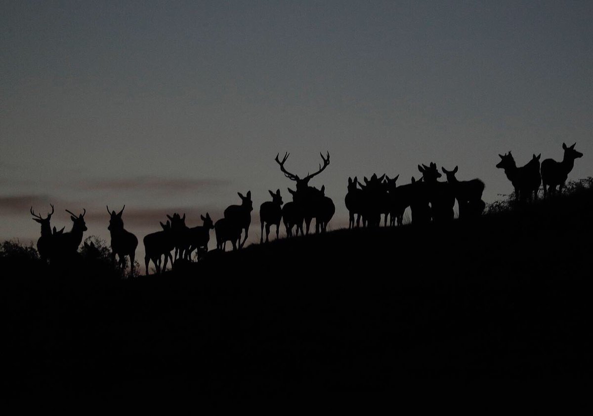 snapperdaz's tweet image. Sunrise at Bradgate Park. @AlamyNews @AlamyContent #sunrise #WINTER #canonphotography #leicestershire #charnwood #bradgatepark