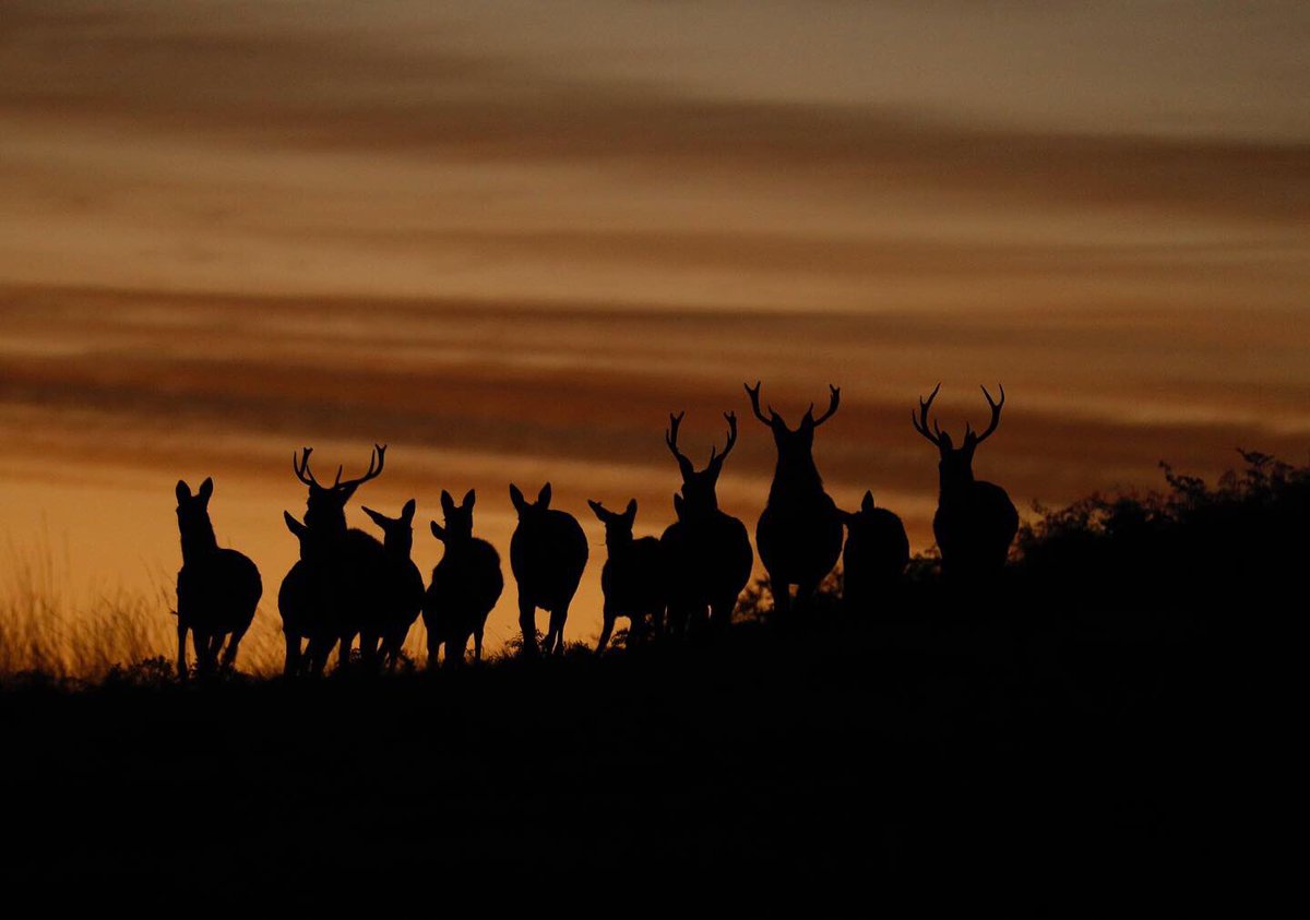 snapperdaz's tweet image. Sunrise at Bradgate Park. @AlamyNews @AlamyContent #sunrise #WINTER #canonphotography #leicestershire #charnwood #bradgatepark