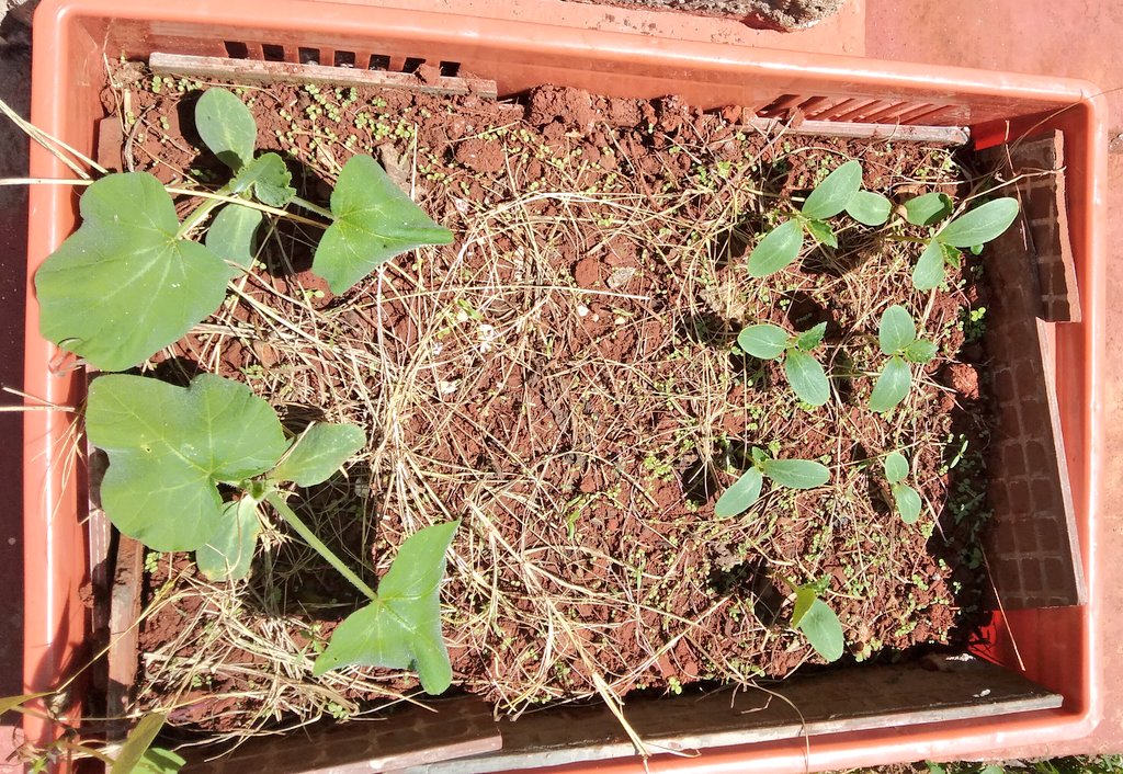 More crate farming. I've planted butternut and cucumber..