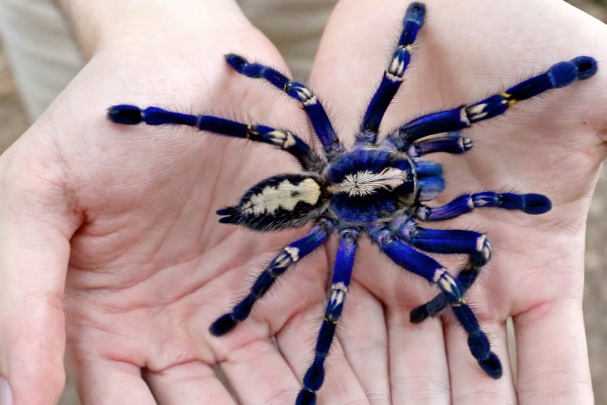 Cobalt Blue Tarantula: A Stunning Arachnid with Vibrant Blue Coloration and Fascinating Characteristics 2