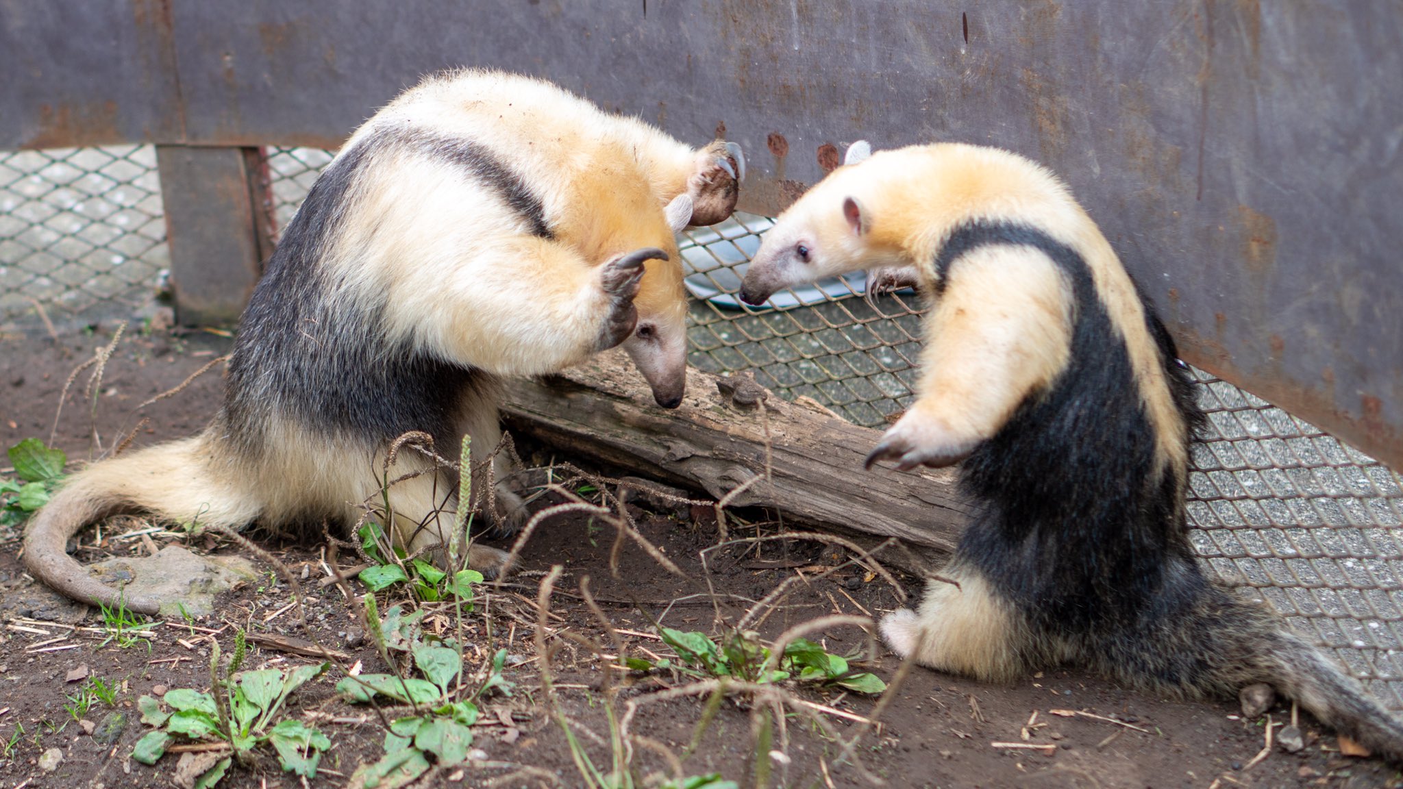 はなまるかけだしうどん ミナミコアリクイの親子によるほほえましい威嚇合戦の様子です 1129 伊豆アニマルキングダム ミナミコアリクイ T Co Rbwtridj05 Twitter