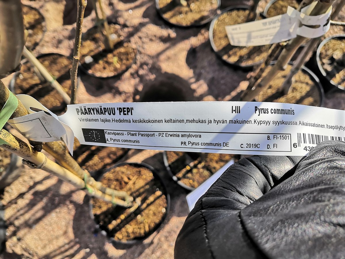 Ruokavirasto's tweet photo. Ruokavirasto päivitti kasvipassiohjetta. Kasvipasseja voi käyttää kasvi-, pakkaus- tai Suomen sisäisessä kaupassa myös lähetyskohtaisesti. #kasvipassi #kasvinterveys #lainsäädäntö #puutarhatuotanto https://t.co/bzYHmscQOJ https://t.co/yTzIvsE01I