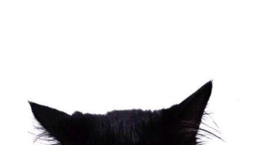 hourlymahae's tweet photo. meow🐾 https://t.co/MFcsGuBqYa