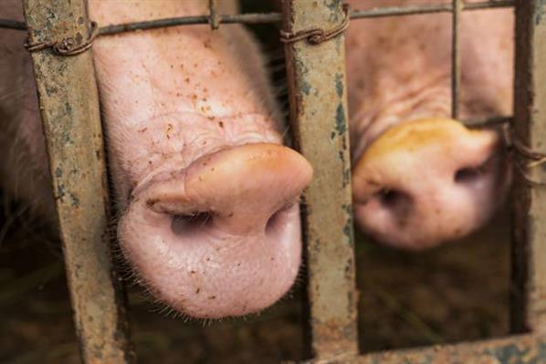 #Омский фермер кормил свиней отходами ковидной клиники а потом продавал их мясо jenke.rs/Tt47Jx
