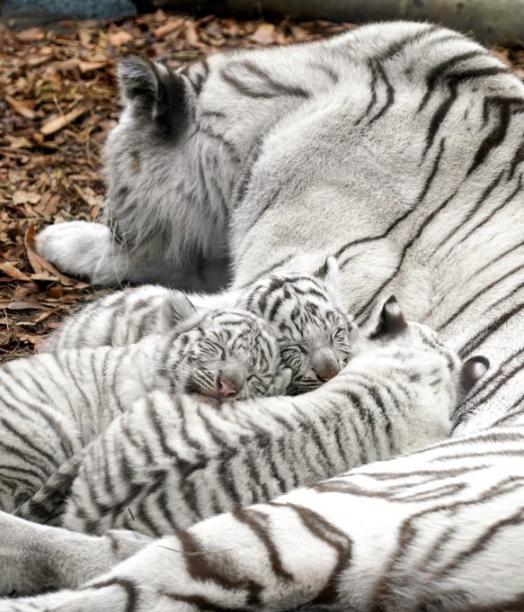 キィ S Recent Tweets 14 Whotwi Graphical Twitter Analysis