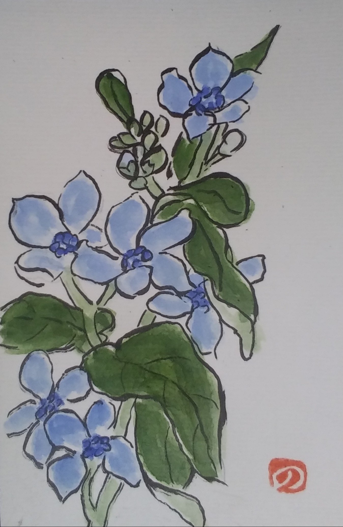 تويتر みはえる على تويتر 水色が好きなので 水色の花を見かけると買ってしまいます 絵手紙 イラスト ブルースター T Co uyst7zkt