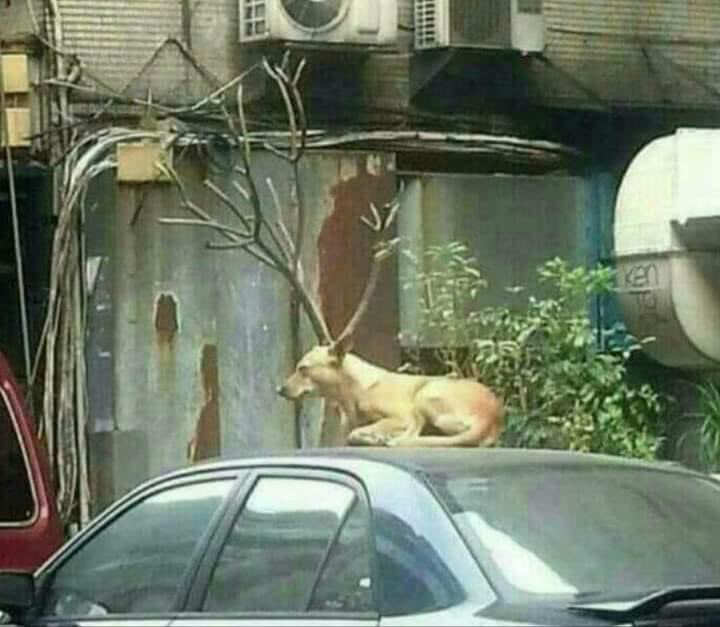 ตอนเด็ก                   ตอนโต