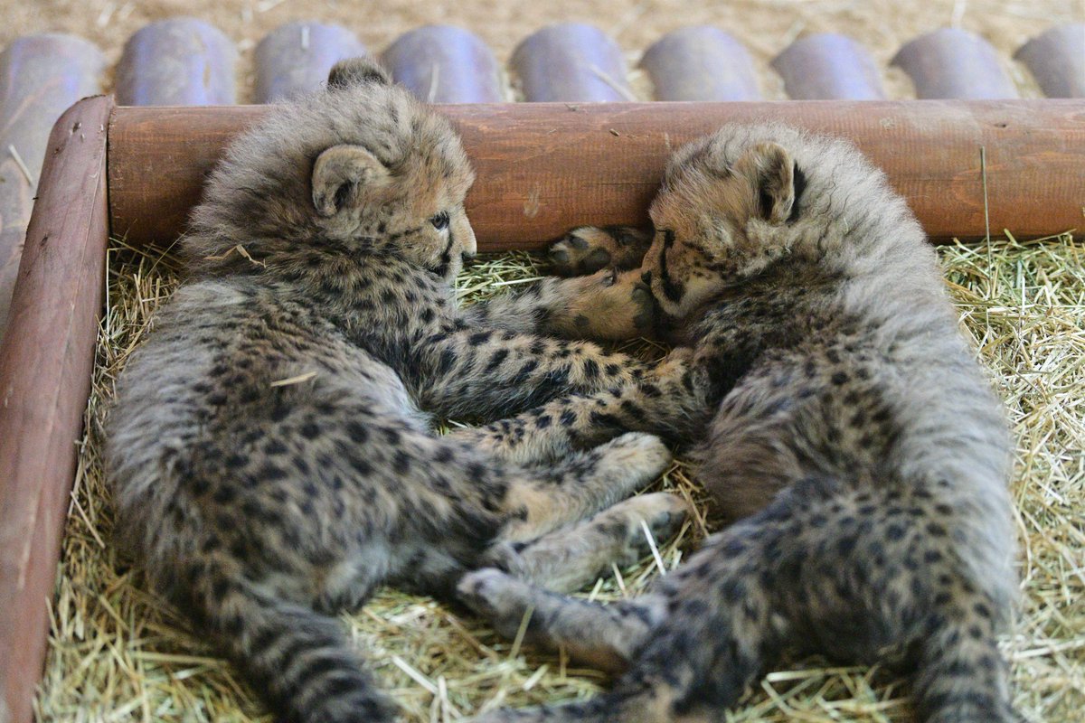 空白寺 双子のチーター赤ちゃんがかわいい 姫路セントラルパーク 空白寺 双子のチーター赤ちゃんがかわいい 姫路セントラルパーク