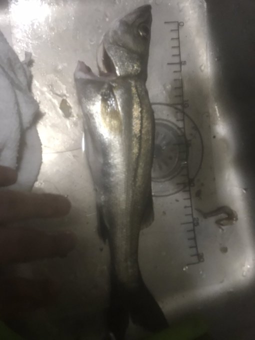 シーバスのtwitterイラスト検索結果