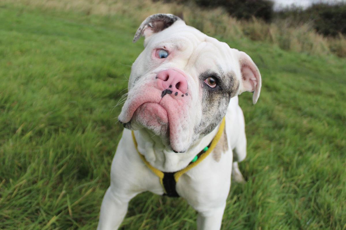 Please retweet to help Chico find a home #LEEDS🇬🇧 Lovely Bulldog aged 1, Chico is deaf and blind on one side so best as only pet in an adult home, bouncy around other dogs, likes a garden wants someone that is around for him?❤️👇 dogstrust.org.uk/rehoming/dogs/… #dogs #UK #dogsoftwitter