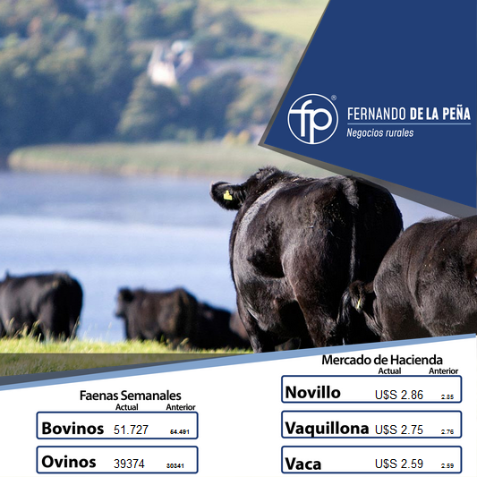 FPNegRurales's tweet photo. Buenos días a todos, continuamos informando los valores del #MercadoDeHacienda y #MercadoDeReposición en 🇺🇾 https://t.co/QWT6vGXRqX