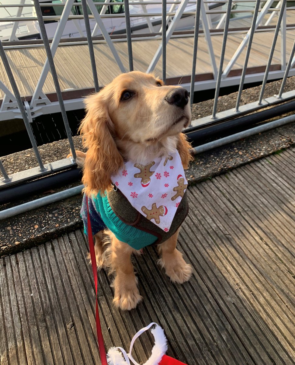 Sovereign Harbour - Old Account (@sovereign_hbr) on Twitter photo We are loving the entries for Festive Pups! Thank you! If you want to take part email your pictures to marketing@premiermarinas.com or tag <a href="/PremierMarinas/">Premier Marinas</a> by Dec 14th. For more info visit bit.ly/3od5MOa #premierpups #festivedogs #festivepaws We are loving the entries for Festive Pups! Thank you! If you want to take part email your pictures to marketing@premiermarinas.com or tag <a href="/PremierMarinas/">Premier Marinas</a> by Dec 14th. For more info visit bit.ly/3od5MOa #premierpups #festivedogs #festivepaws