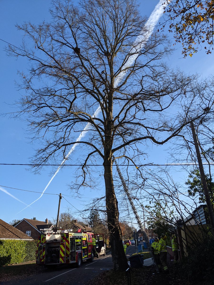 Fire Brigade wrapping up; I can't say that I blame them but I also have to admit that the only thing that's happened in the past hour is that cat is twice as high up the tree now