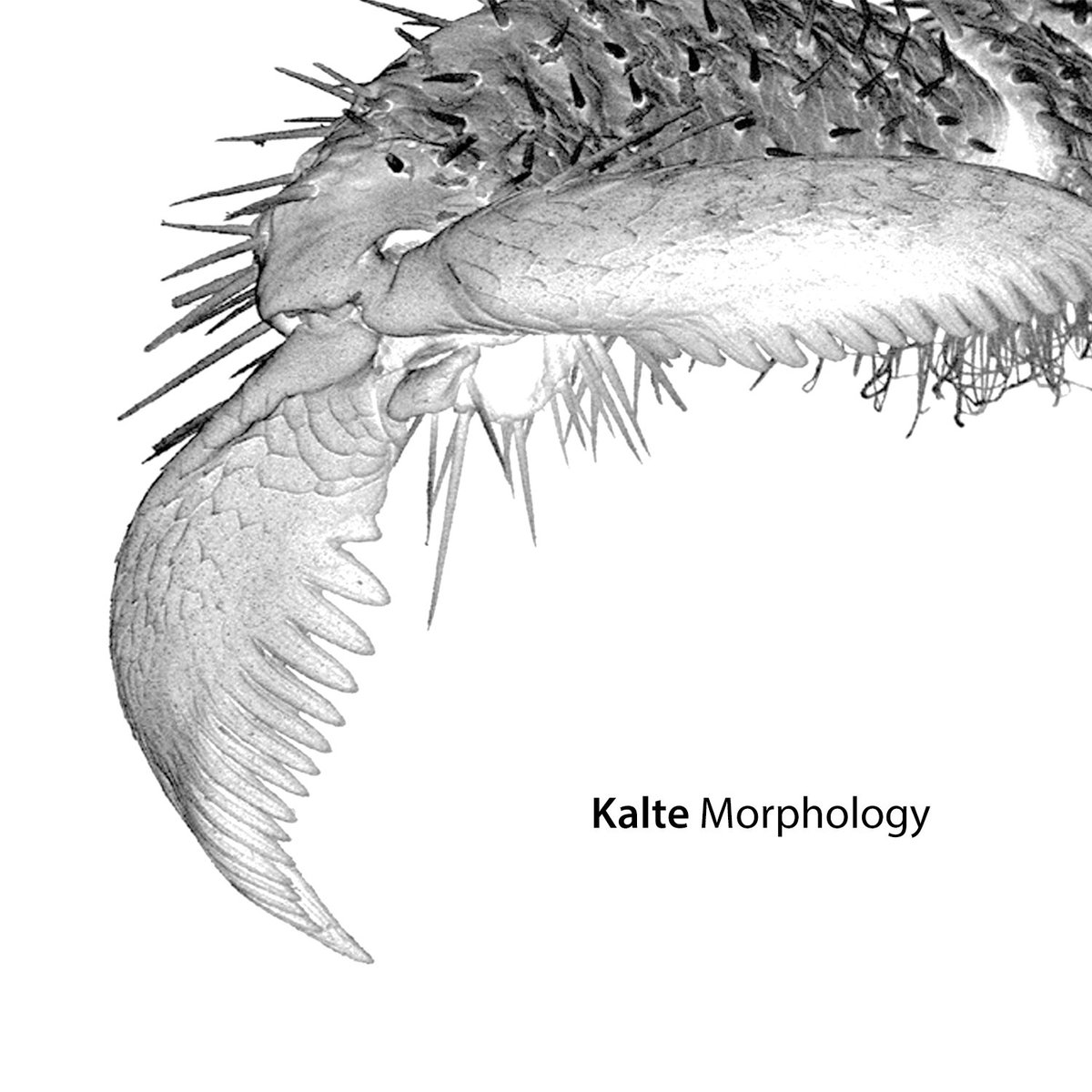 We’re very excited to announce that our latest album “Morphology” is available now on Spotify and Bandcamp.

“Morphology” features four new tracks that explore themes of biology, abstract astronomy, and arcane physics...
 kalte.bandcamp.com/album/morpholo…