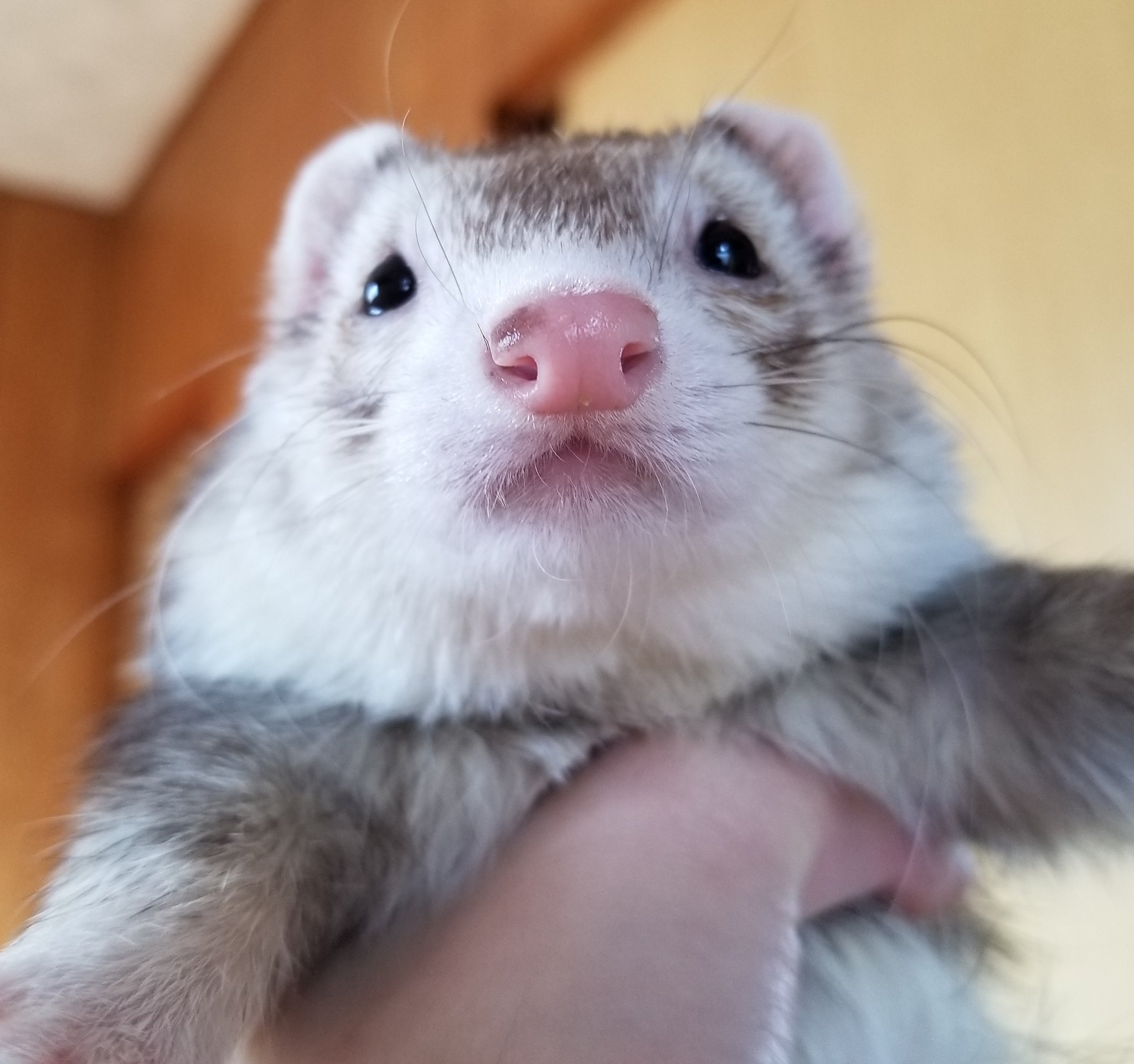 Follow かわいいフェレット S Ohferretboi Latest Tweets Twitter