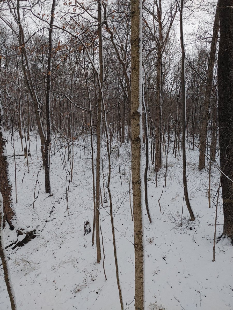 OHCatfishChaser's tweet photo. Wind in my face. Nice and chilly lets get day 2 of #Ohio #gunweek rollin.
#hunting #huntohio #deer https://t.co/90Wg6nfXjw