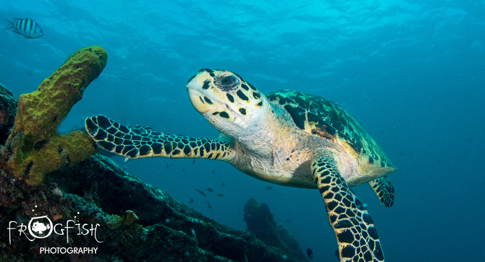 ScubaverseMedia's tweet photo. Photo Gallery: Dive Fest Barbados.
Dive Fest Barbados is a week of celebrating the marine life, diving and snorkeling this idyllic island has to offer.
@Barbados #DiveFest #Barbados #photo #gallery #uwphotography #diving #dive #travel #Caribbean
https://t.co/tn7ADY3iHy https://t.co/43yr3xCXIb