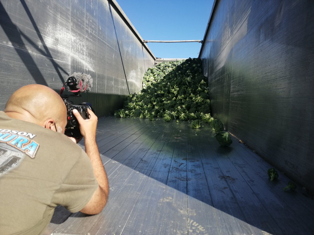🥦 La campaña de recolección del brócoli está a pleno rendimiento en nuestra región. Los agricultores hablan de un ligero descenso de producción respecto al año pasado debido a la climatología. Muy pronto lo analizaremos en #LaBesana

📺 <a href="/cextremadura/">Canal Extremadura</a>